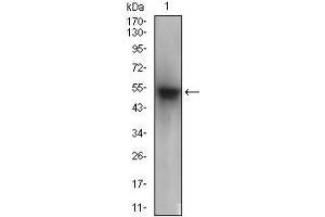 Western Blotting (WB) image for anti-Paraoxonase 1 (PON1) (AA 20-155) antibody (ABIN1724910)