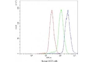 Flow cytometry testing of human A431 cells with NFATC4 antibody at 1ug/10^6 cells (blocked with goat sera) (NFATC4 antibody)