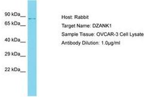 Image no. 1 for anti-Double Zinc Ribbon and Ankyrin Repeat Domains 1 (DZANK1) (AA 543-592) antibody (ABIN6750622) (DZANK1 antibody  (AA 543-592))