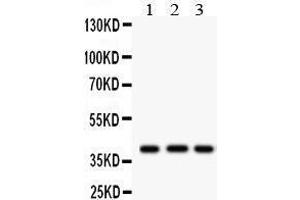 Anti- HLA-A Picoband antibody, Western blotting All lanes: Anti HLA-A  at 0. (HLA-A antibody  (N-Term))