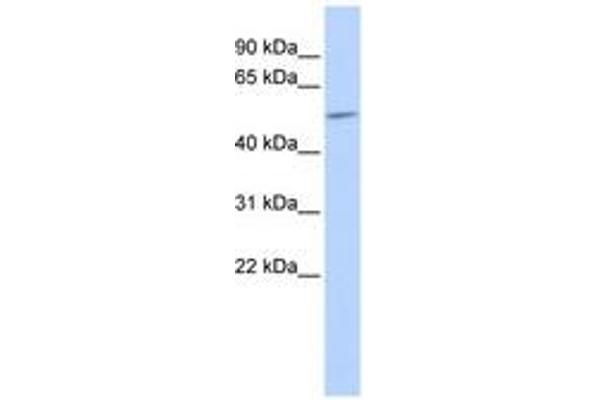 GJA9 antibody  (AA 395-444)