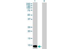 Western Blot analysis of CCL26 expression in transfected 293T cell line by CCL26 MaxPab polyclonal antibody. (CCL26 antibody  (AA 1-94))