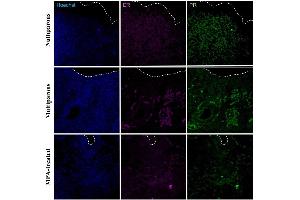 Immunohistochemical detection of progesterone receptor (PR) and estradiol receptor (ER) in the apical region of the endometrium in uteri of nulliparous, multiparous and MPA-treated dogs. (Estrogen Receptor alpha antibody  (pTyr537) (AbBy Fluor® 647))