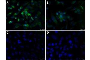 Immunofluorescence (IF) image for anti-Kruppel-Like Factor 4 (Gut) (KLF4) (N-Term) antibody (ABIN6655944)