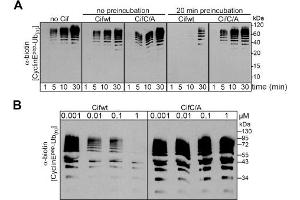Cif decreases neddylated SCF-mediated substrate polyubiquitylation in vitro. (Biotin antibody)