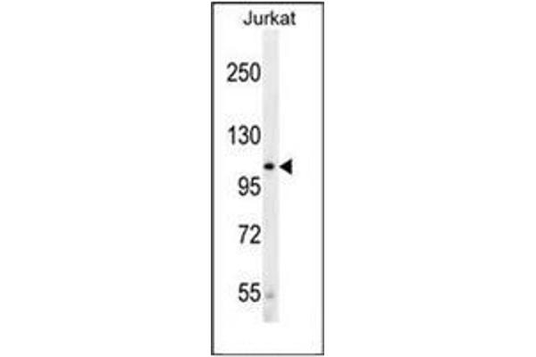 LRP12 antibody  (C-Term)