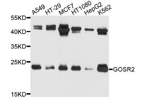 Western blot analysis of extracts of various cell lines, using GOSR2 antibody (ABIN5972422) at 1/1000 dilution. (GOSR2 antibody)