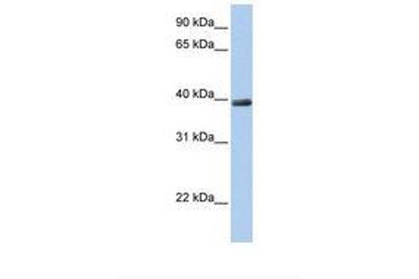 ZNF391 antibody  (AA 74-123)