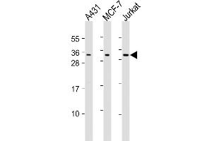 All lanes : Anti-CASP14 Antibody (N-Term) at 1:2000 dilution Lane 1: A431 whole cell lysates Lane 2: MCF-7 whole cell lysates Lane 3: Jurkat whole cell lysates Lysates/proteins at 20 μg per lane. (CASP14 antibody  (AA 59-93))