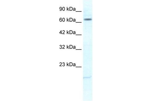 KCNH6 anticorps