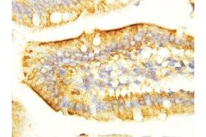 IHC-P: EGF antibody testing of mouse intestine tissue (EGF antibody  (C-Term))