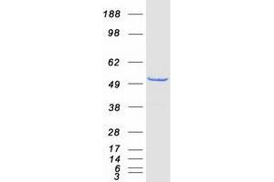 Validation with Western Blot (SKAP1 Protein (Transcript Variant 1) (Myc-DYKDDDDK Tag))