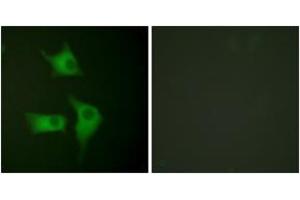 Immunofluorescence (IF) image for anti-Cyclin-Dependent Kinase Inhibitor 2B (p15, Inhibits CDK4) (CDKN2B) (AA 89-138) antibody (ABIN2889241) (CDKN2B antibody  (AA 89-138))