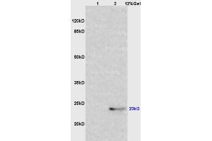 SDS-PAGE (SDS) image for anti-Interleukin 6 (IL6) (AA 111-150) antibody (ABIN728083)