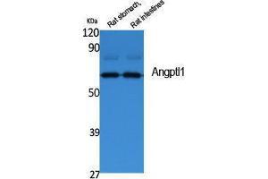 Western Blotting (WB) image for anti-Angiopoietin-Like 1 (ANGPTL1) (N-Term) antibody (ABIN3178077) (ANGPTL1 antibody  (N-Term))