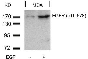 Western blot analysis of extracts from MDA cells untreated or treated with EGF using EGFR(Phospho-Thr678) Antibody. (EGFR antibody  (pThr678))