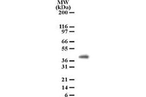 Image no. 1 for anti-Peptidoglycan Recognition Protein 4 (PGLYRP4) (AA 95-110) antibody (ABIN208152) (PGLYRP4 抗体  (AA 95-110))