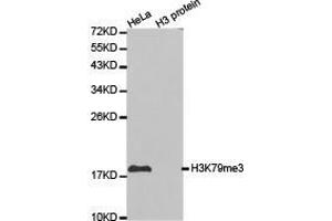 Western Blotting (WB) image for anti-Histone 3 (H3) (H3K79me3) antibody (ABIN1873008) (Histone 3 antibody  (H3K79me3))