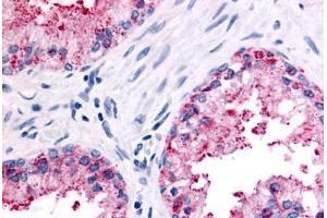 Anti-OR51E2 antibody  ABIN1049184 IHC staining of human prostate, epithelium. (PSGR antibody  (N-Term))