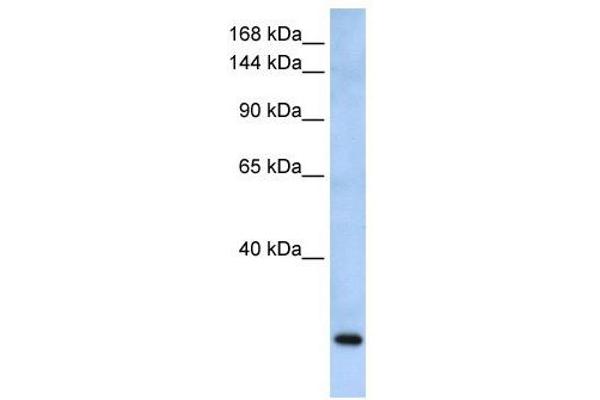 FBXW10 antibody  (Middle Region)