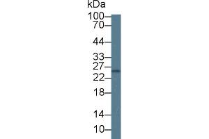 Western blot analysis of Mouse Spleen lysate, using Mouse GCA Antibody (1 µg/ml) and HRP-conjugated Goat Anti-Rabbit antibody ( (Grancalcin antibody  (AA 39-220))