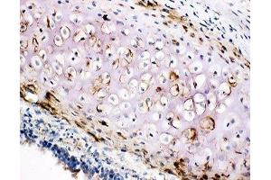 IHC-F testing of COL2A1 antibody and rat trachea tissue (COL2A1 antibody  (C-Term))