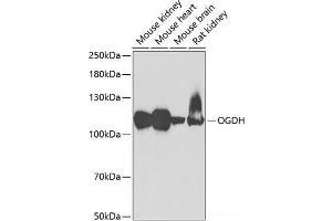 alpha KGDHC antibody