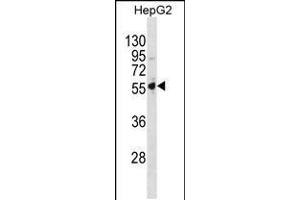 Western blot analysis in HepG2 cell line lysates (35ug/lane). (PSMD5 antibody  (C-Term))