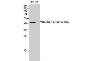 OR2AJ1 antibody  (Internal Region)