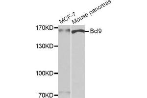 Western blot analysis of extracts of various cell lines, using Bcl9 antibody (ABIN5974117) at 1:400 dilution. (BCL9 antibody)