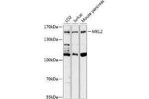 MKL2 antibody  (AA 170-300)