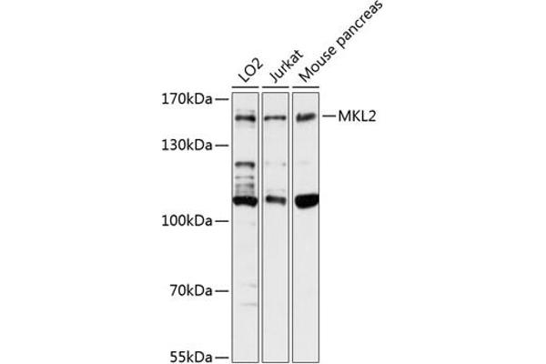 MKL2 antibody  (AA 170-300)