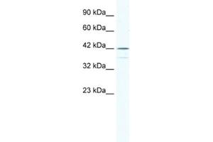 Western Blotting (WB) image for anti-SRY (Sex Determining Region Y)-Box 3 (SOX3) antibody (ABIN2460691) (SOX3 antibody)