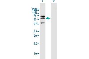 Western Blot analysis of LIPG expression in transfected 293T cell line by LIPG MaxPab polyclonal antibody. (LIPG antibody  (AA 1-500))