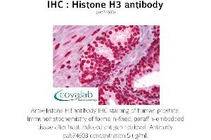 Image no. 1 for anti-Histone 3 (H3) antibody (ABIN1735464) (Histone 3 antibody)