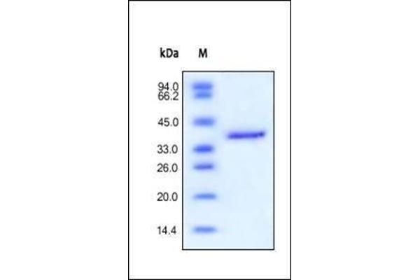 IGF2 Protein (AA 25-91) (Fc Tag)