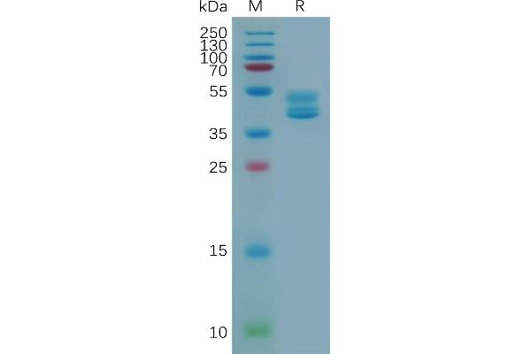 GPR77 Protein (AA 1-38) (Fc Tag)