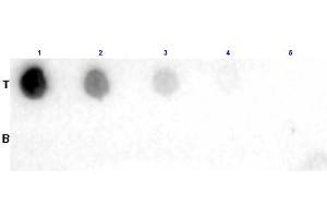 Dot Blot results of Goat Fab Anti-Biotin Antibody. (Biotin antibody)