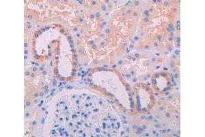 IHC-P analysis of kidney tissue, with DAB staining. (IL3RA antibody  (AA 19-157))