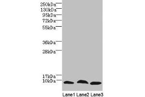 Western Blot All lanes: C4orf3 antibody at 6 μg/mL Lane 1: 293T whole cell lysate Lane 2: Hela whole cell lysate Lane 3: HepG2 whole cell lysate Secondary Goat polyclonal to rabbit IgG at 1/10000 dilution Predicted band size: 8, 23 kDa Observed band size: 8 kDa (C4ORF3 antibody  (AA 1-44))