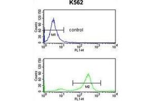 TSPAN2 Antibody (Center) flow cytometry analysis of K562 cells (bottom histogram) compared to a negative control cell (top histogram). (Tetraspanin 2 antibody  (Middle Region))