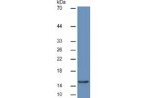 Western Blotting (WB) image for Lactotransferrin (LTF) ELISA Kit (ABIN6574205)