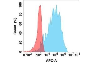 Flow cytometry analysis with Anti-FAP (DM154) on Expi293 cells transfected with human FAP (Blue histogram) or Expi293 transfected with irrelevant protein (Red histogram). (FAP antibody  (AA 30-760))