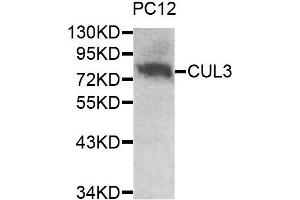 Western blot analysis of extracts of PC12 cell line, using CUL3 antibody. (Cullin 3 antibody)