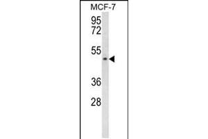 Western blot analysis in MCF-7 cell line lysates (35ug/lane). (SCD5 antibody  (AA 147-175))