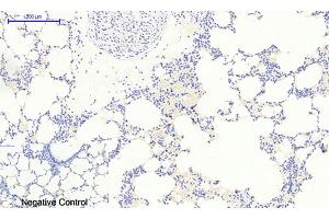 Immunohistochemical analysis of paraffin-embedded rat lung tissue. (NFKBIA antibody  (pSer32))