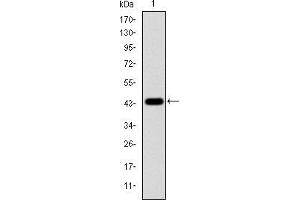 Western Blotting (WB) image for anti-Mitogen-Activated Protein Kinase 3 (MAPK3) antibody (ABIN969277)