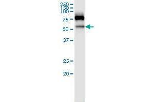 Immunoprecipitation of SIGLEC6 transfected lysate using rabbit polyclonal anti-SIGLEC6 and Protein A Magnetic Bead (SIGLEC6 (人) IP-WB Antibody Pair)