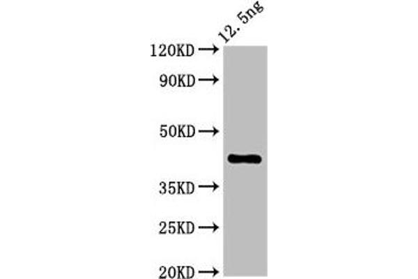 Zygote Arrest 1 antibody  (AA 167-278)