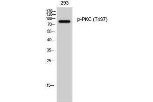 Western Blotting (WB) image for anti-Protein Kinase C (pan) (PKC pan) (pThr497) antibody (ABIN3179491) (PKC antibody  (pThr497))